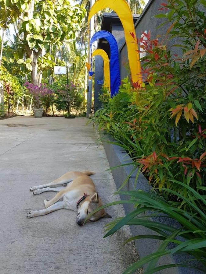 Mias Jungle House Hotel Lovina Kültér fotó
